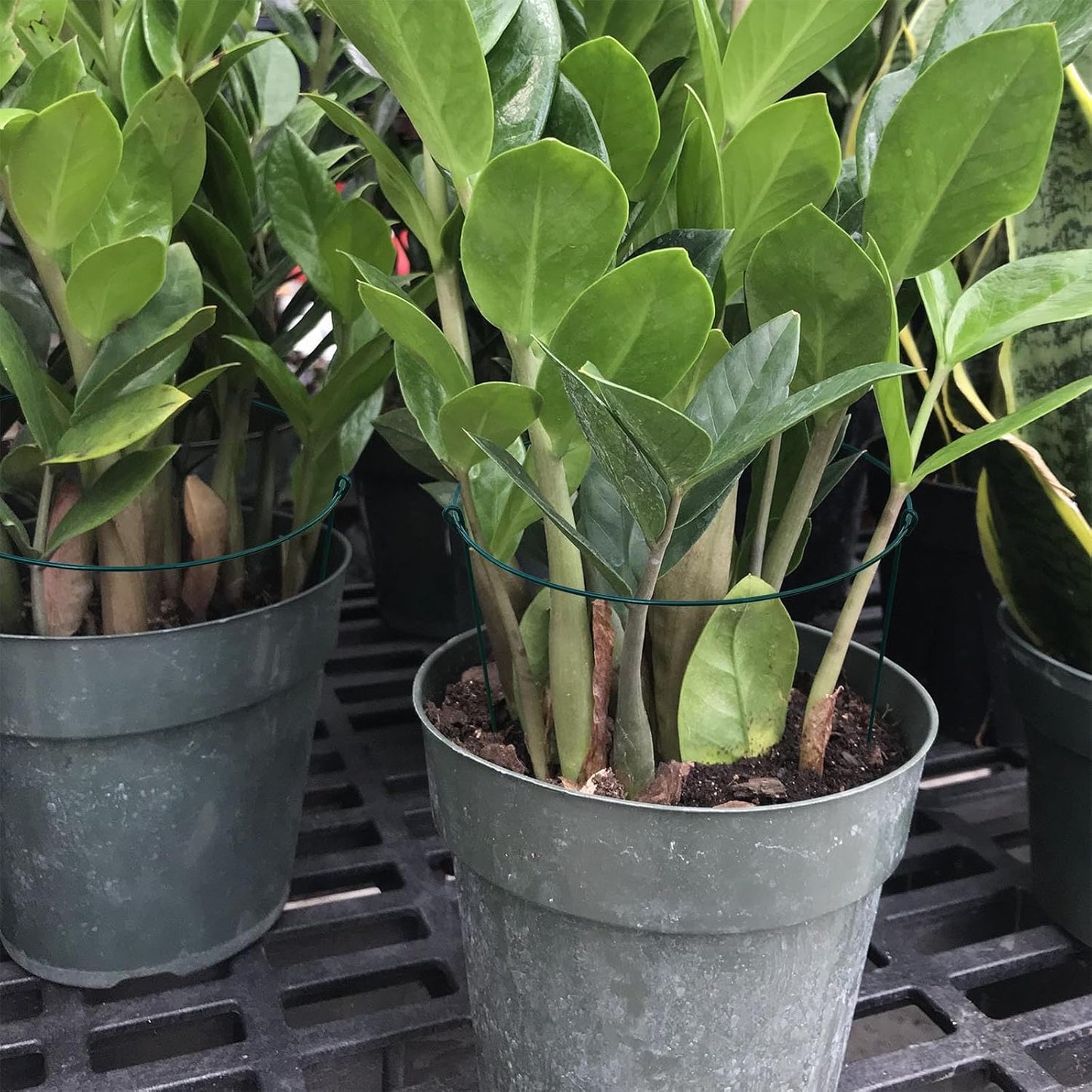 14" Wide x 24" High Peony Cage Rings Garden Plant Support Brace, Pack of 10 Round Metal Plant Stakes Rings, Strong Large Garden Supports for Flowers, Peonies, Rose, Lily